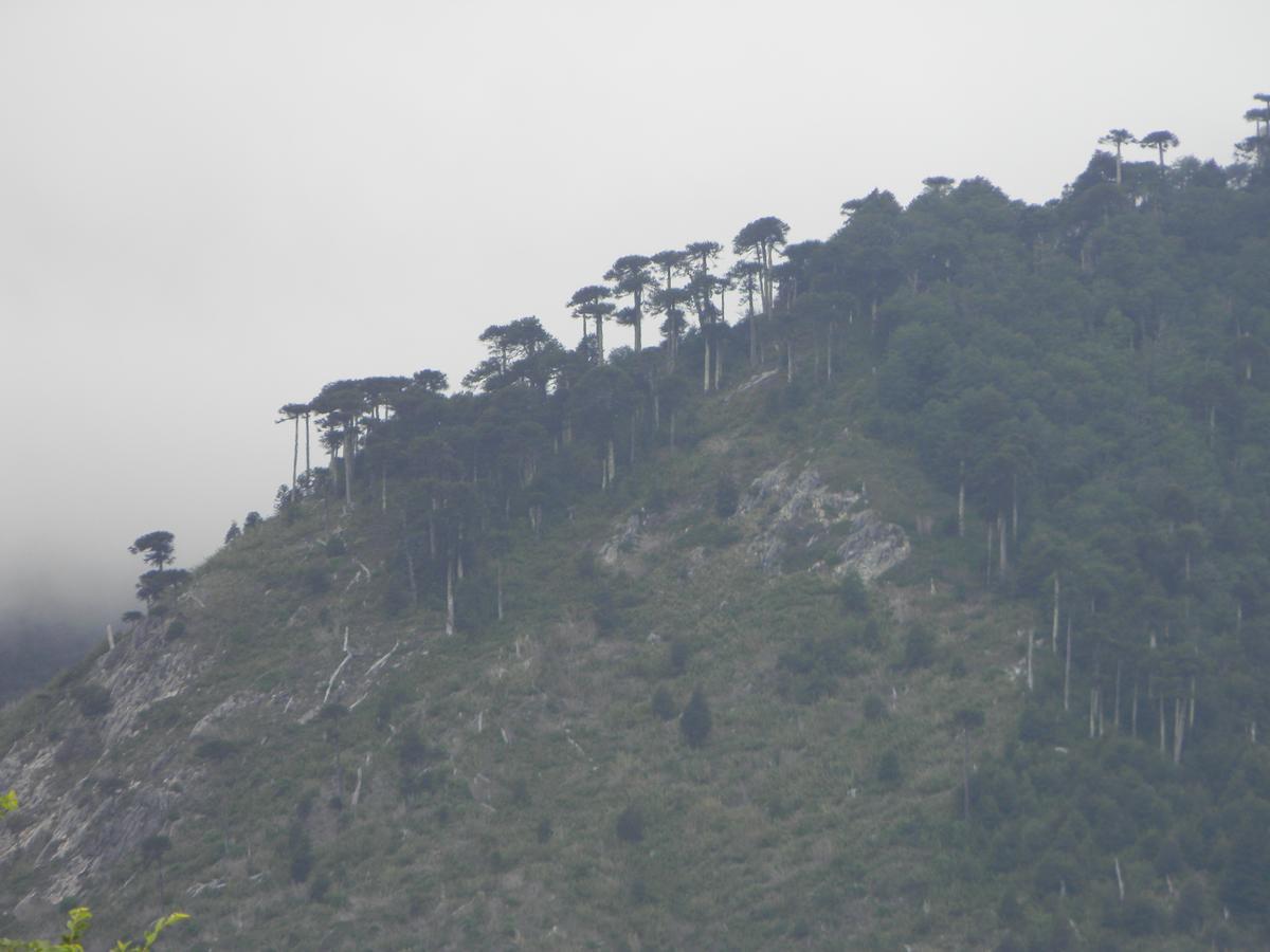Cabana La Chaura Conguillio